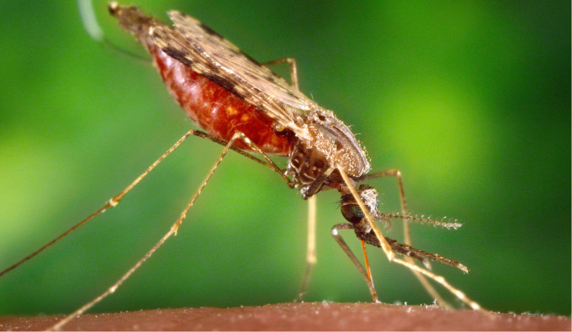 Mosquito