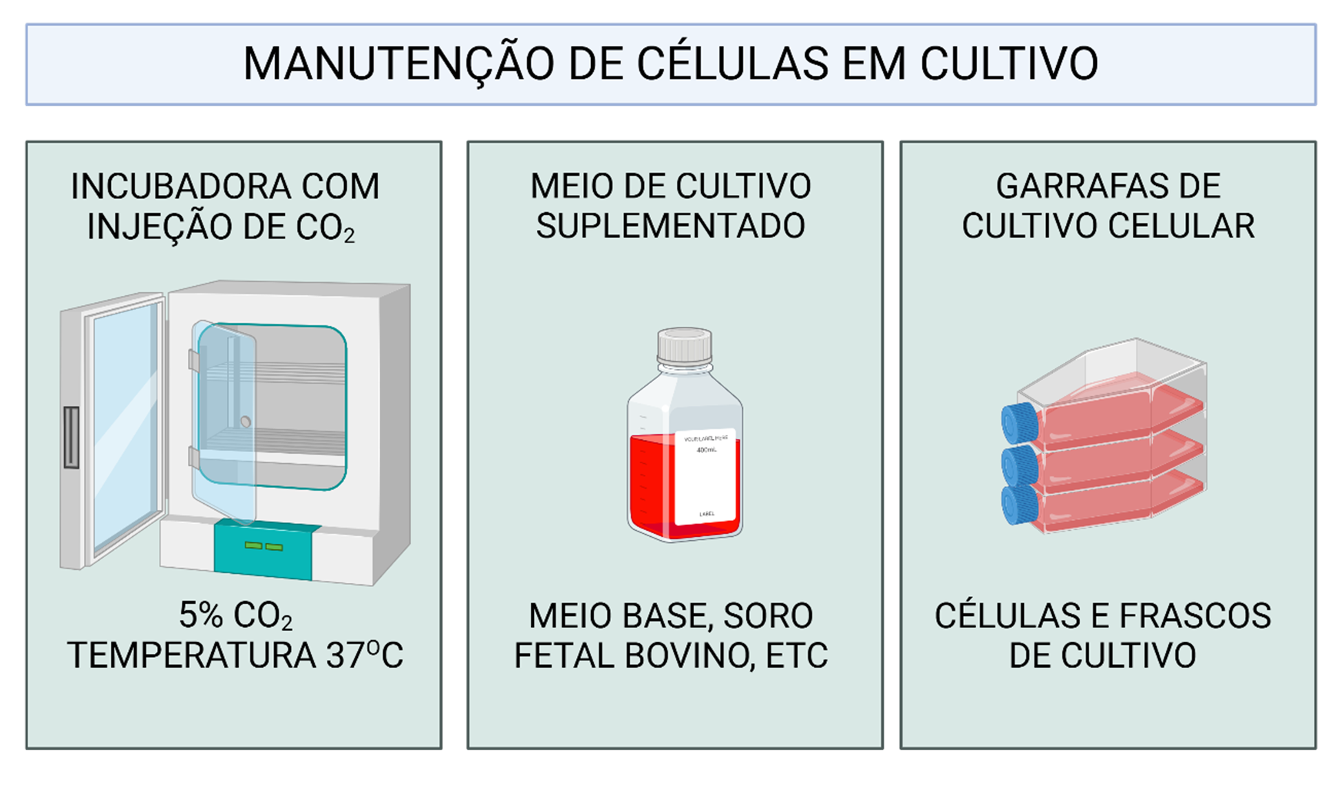 Infográfico sobre manutenção de células em cultivo, destacando incubadora de CO₂, meio de cultura suplementado e frascos de cultivo.