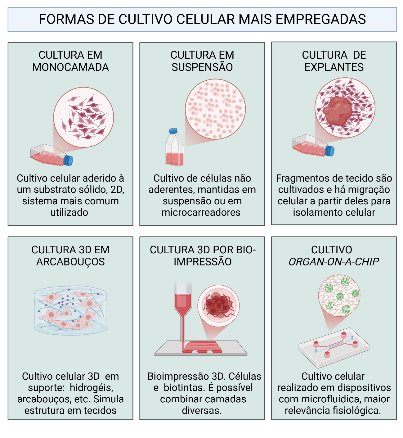 Infográfico sobre formas de cultivo celular: monocamada, suspensão, explantes, 3D, bioimpressão e organ-on-a-chip.