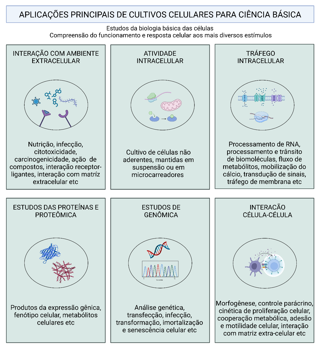 Infográfico sobre aplicações da cultura de células na ciência básica: interação celular, tráfego intracelular, genômica, etc.