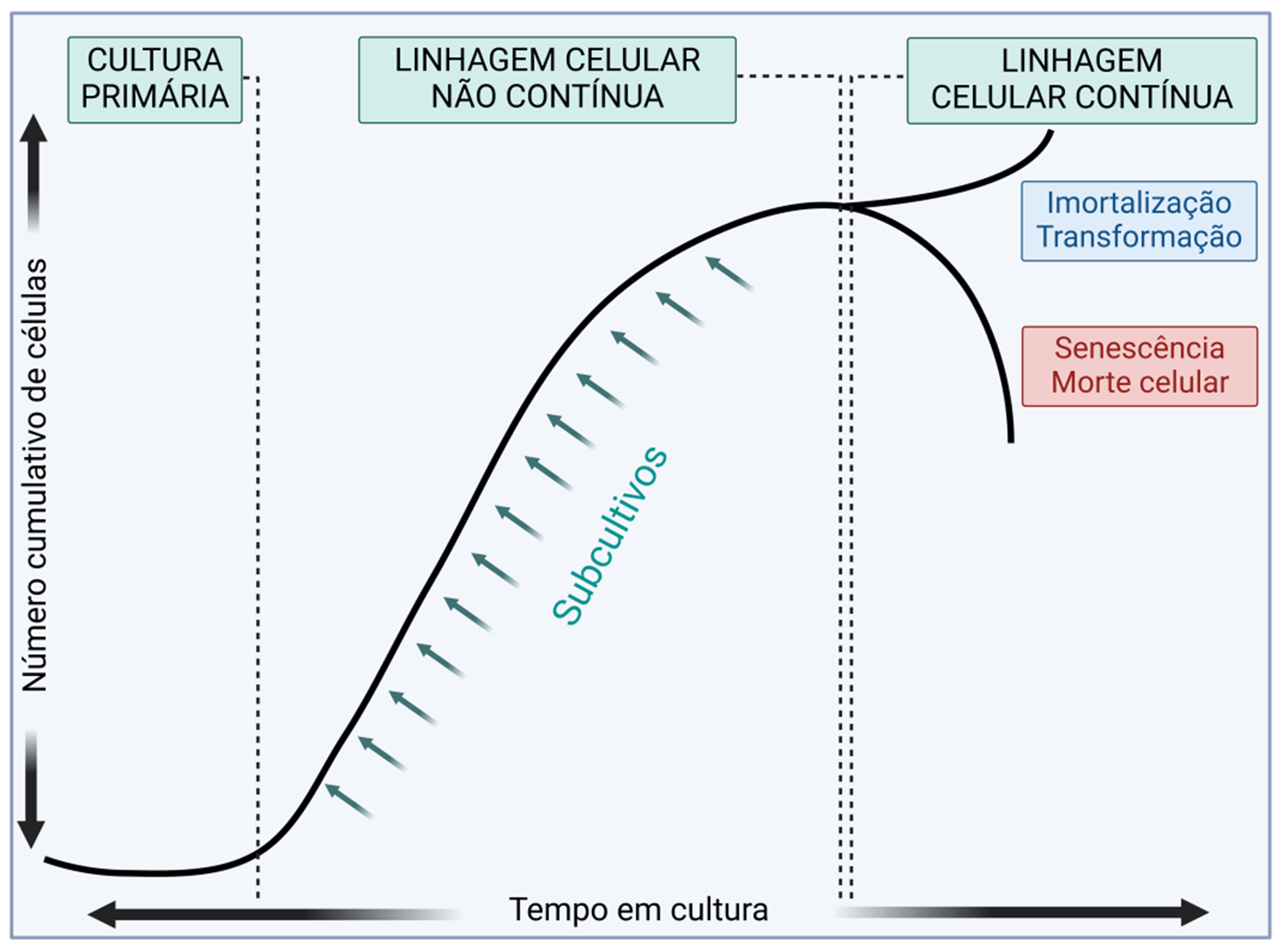 Gráfico mostrando a evolução das culturas celulares, da cultura primária até linhagens celulares finitas ou contínuas.