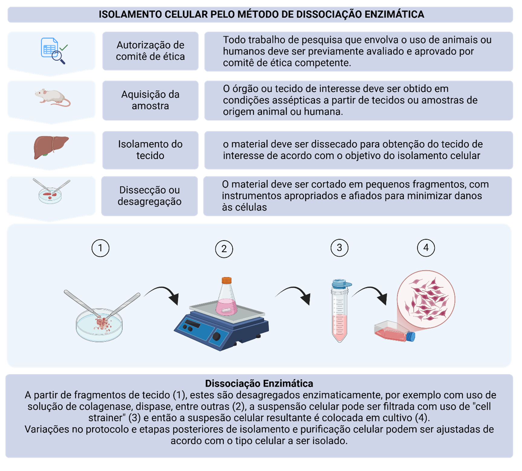 Isolamento celular por dissociação enzimática, ilustrando etapas desde a obtenção do tecido até o cultivo celular.