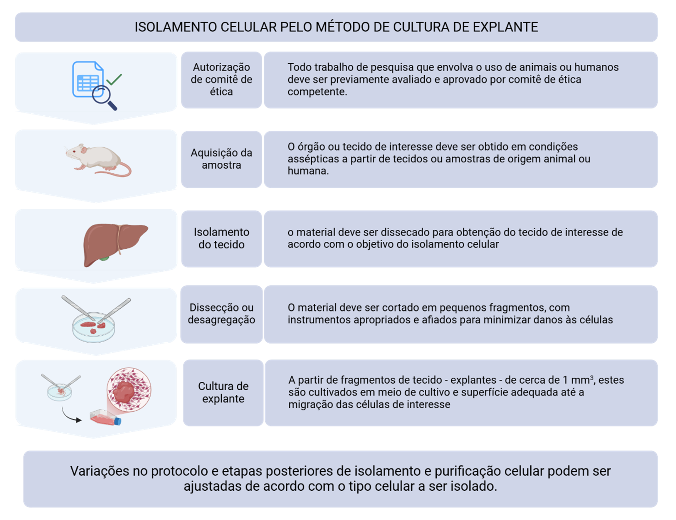 Fluxo do isolamento celular por cultura de explante, desde a aprovação ética até a migração celular a partir do fragmento de tecido.