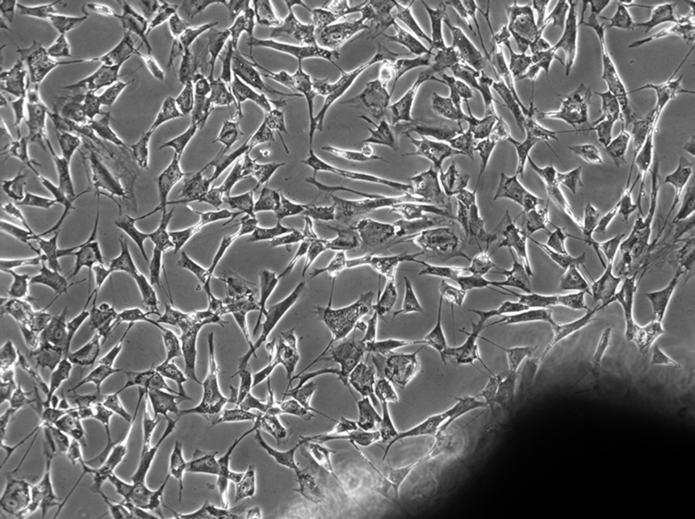 Imagem de microscopia mostrando células migrando de um fragmento de tecido cardíaco em cultura. Fonte: Aguiar, AM (2011).