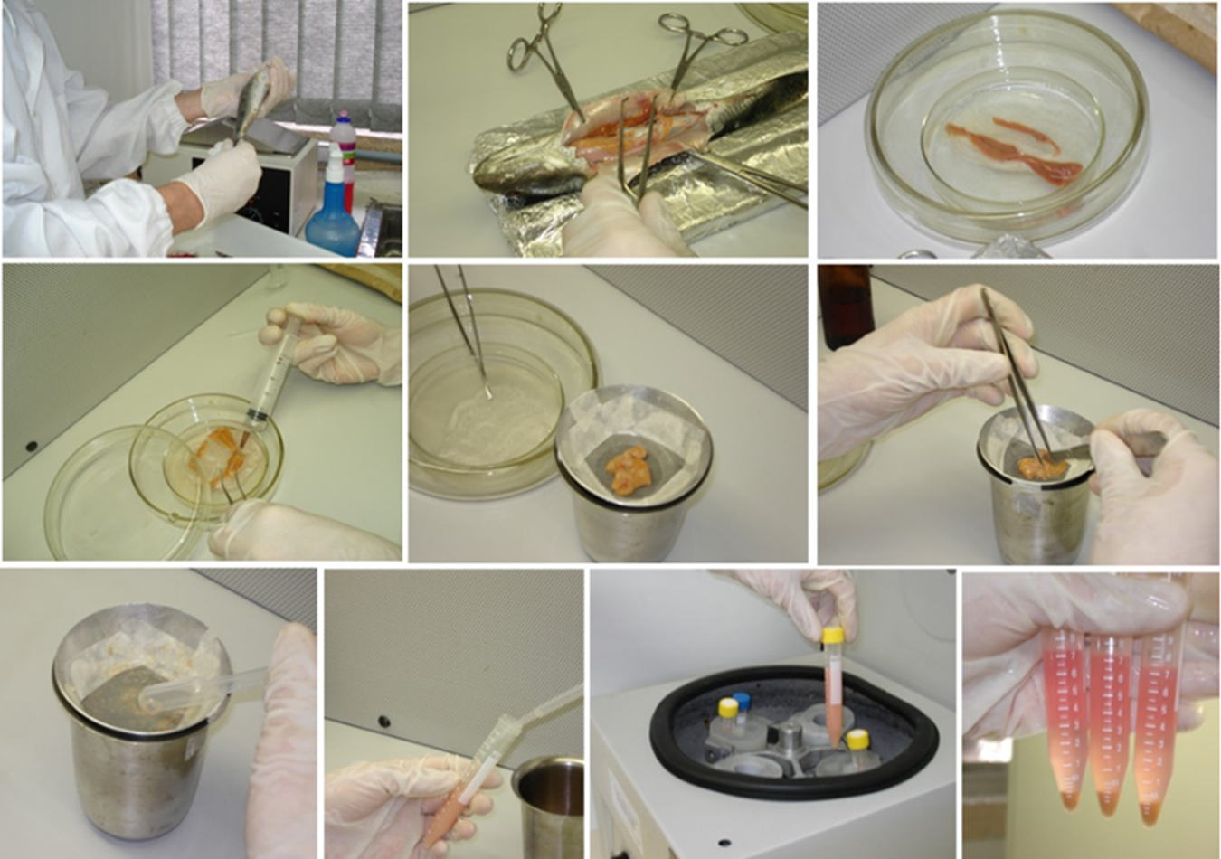 Isolamento enzimático de células hepáticas de peixe, incluindo eutanásia, digestão com tripsina e centrifugação celular.