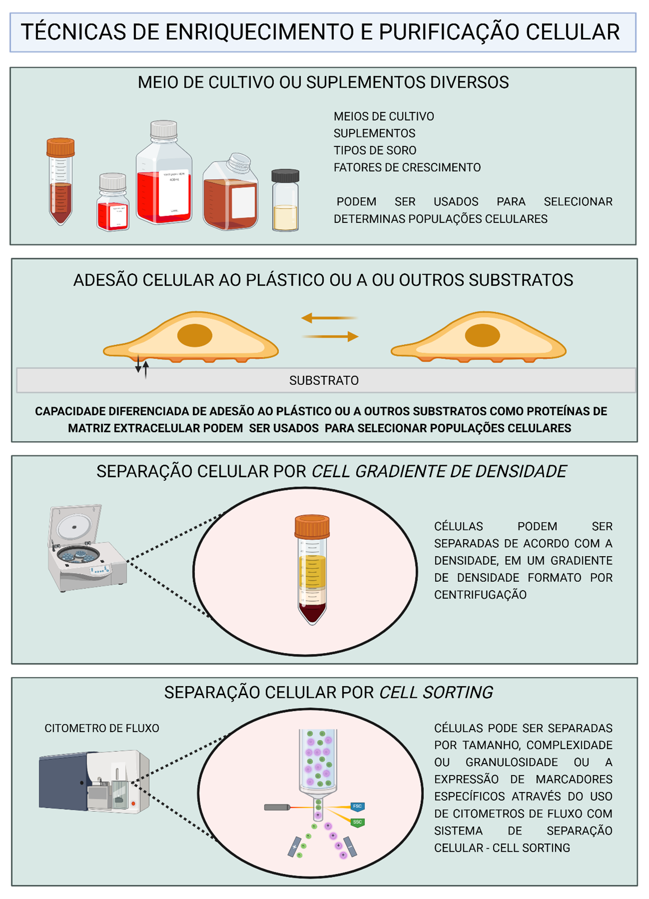 Técnicas de enriquecimento e purificação celular, incluindo separação por adesão, gradiente de densidade e cell sorting. 