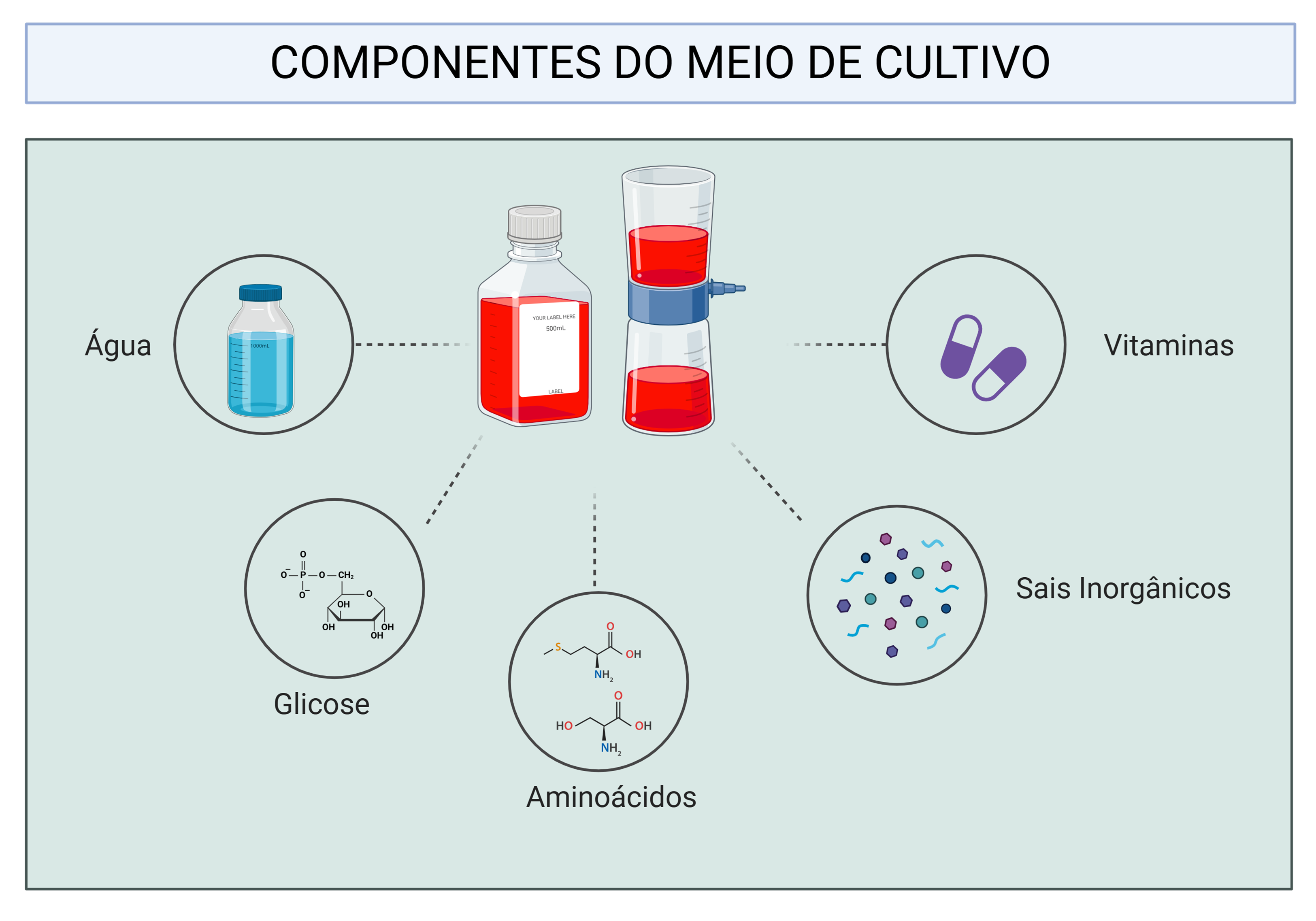 Componentes do meio de cultura: água, vitaminas, sais inorgânicos, glicose e aminoácidos essenciais para o crescimento celular.