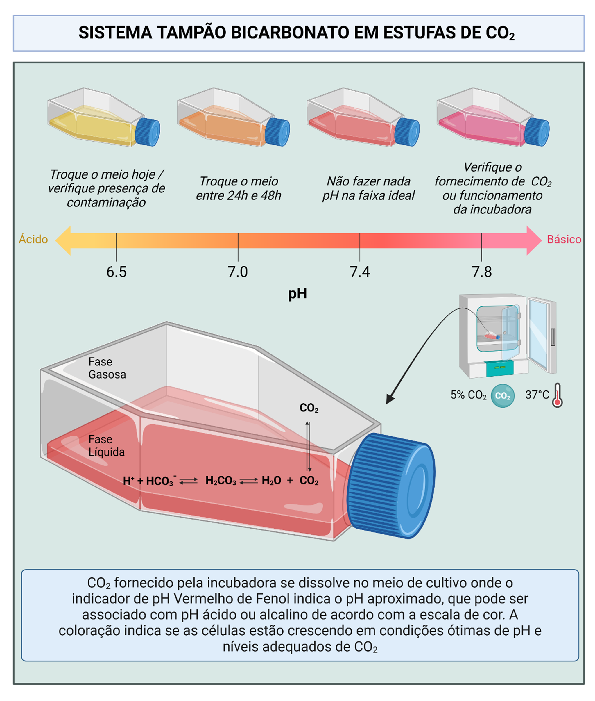 Esquema do sistema tampão bicarbonato em meios de cultura para controle de pH em incubadoras com 5% de CO₂ a 37°C.

