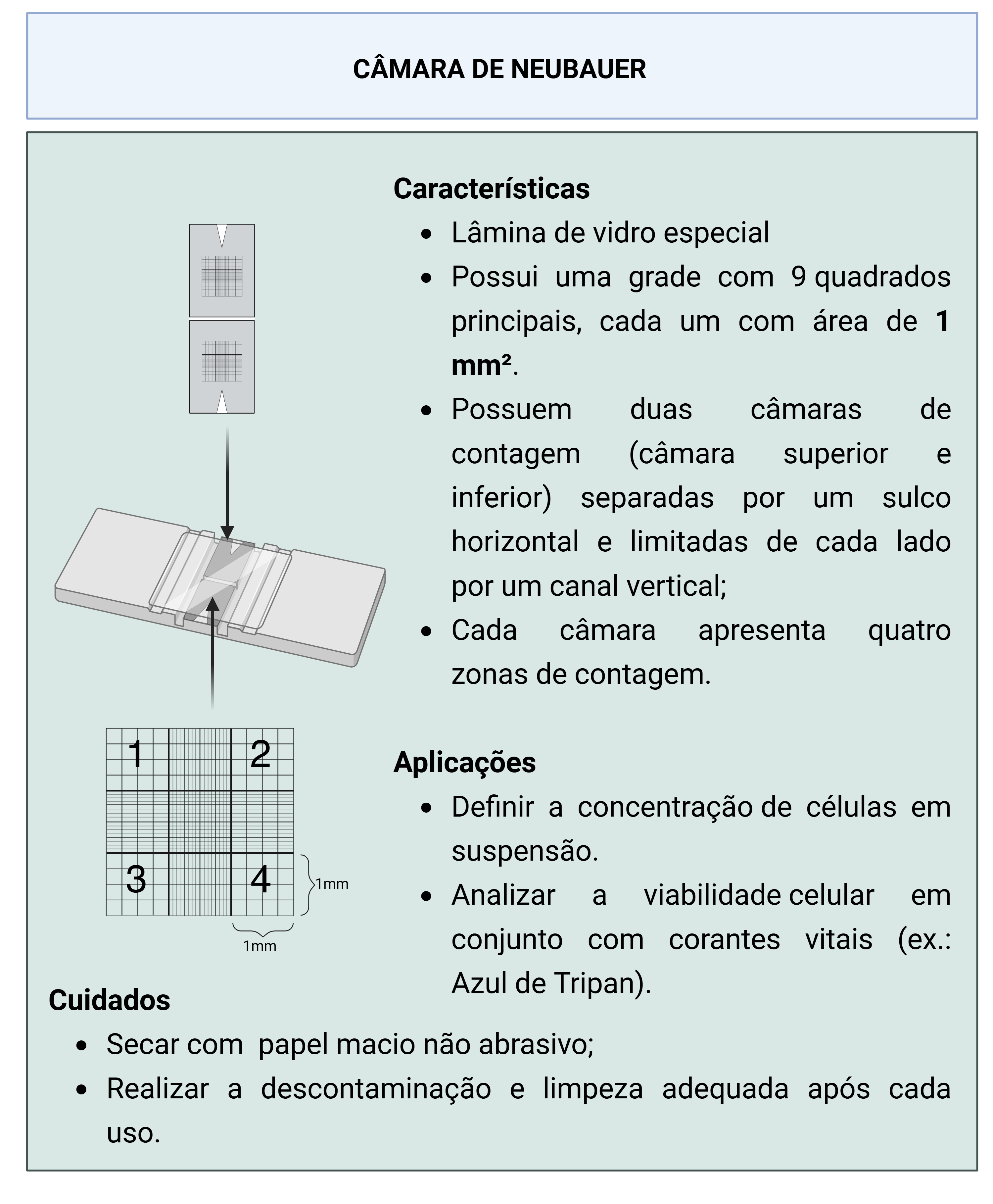 Infografico sobre Câmara de Neubauer usada para contagem de células em suspensão, Características, aplicações e cuidados