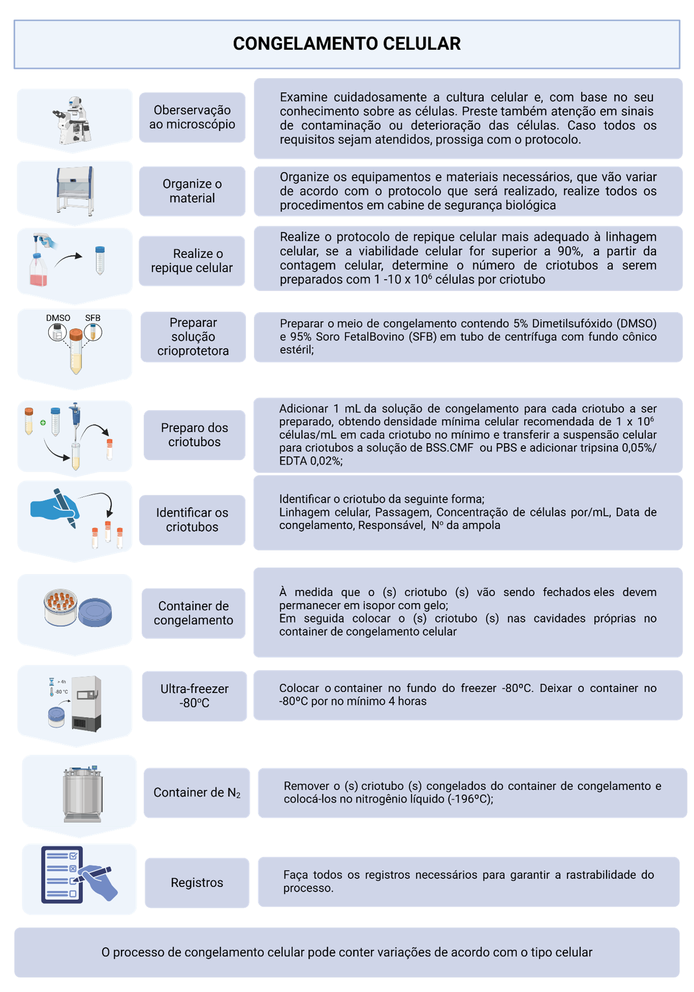 Esquema de criopreservação celular, incluindo repique, preparo da solução crioprotetora, congelamento em -80°C e nitrogênio líquido.
