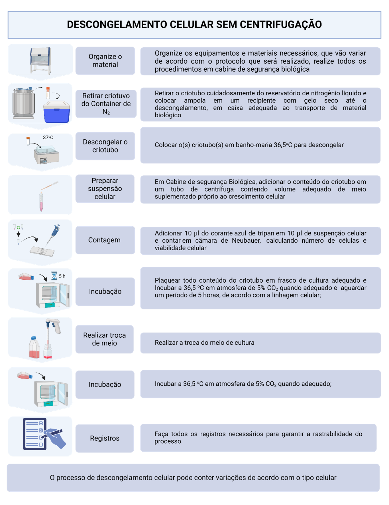 Esquema do descongelamento celular sem centrifugação, incluindo incubação inicial, troca de meio e adaptação celular para cultura