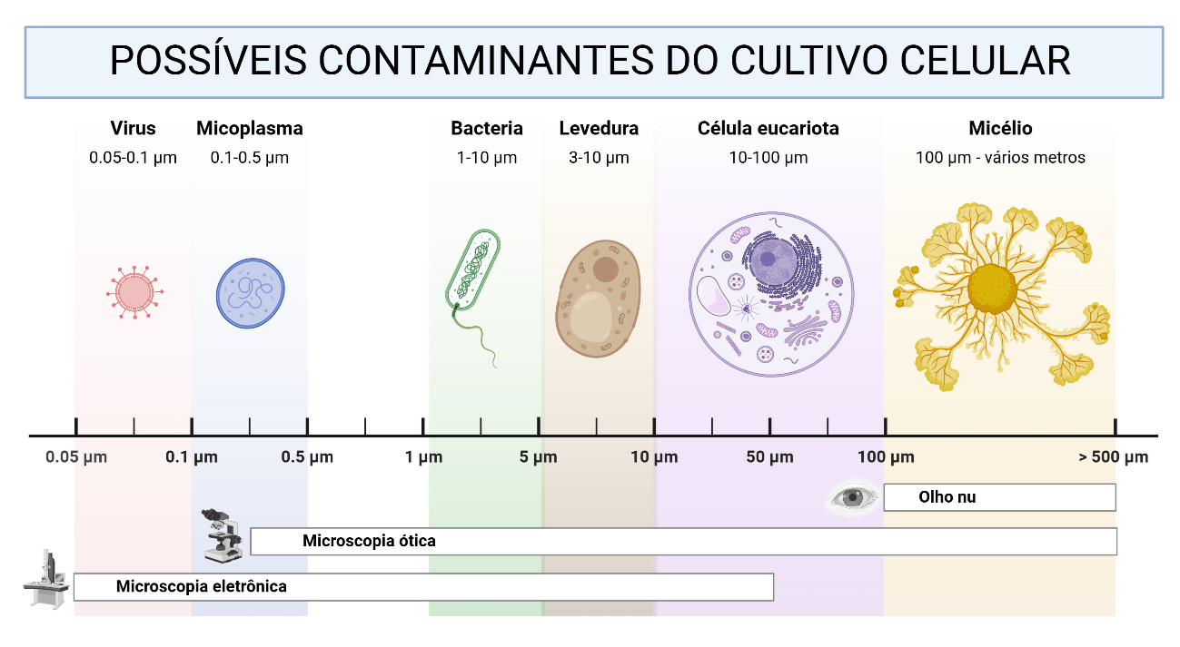 Esquema dos contaminantes de culturas celulares, organizados por tamanho e método de detecção, de vírus a fungos visíveis a olho nu.
