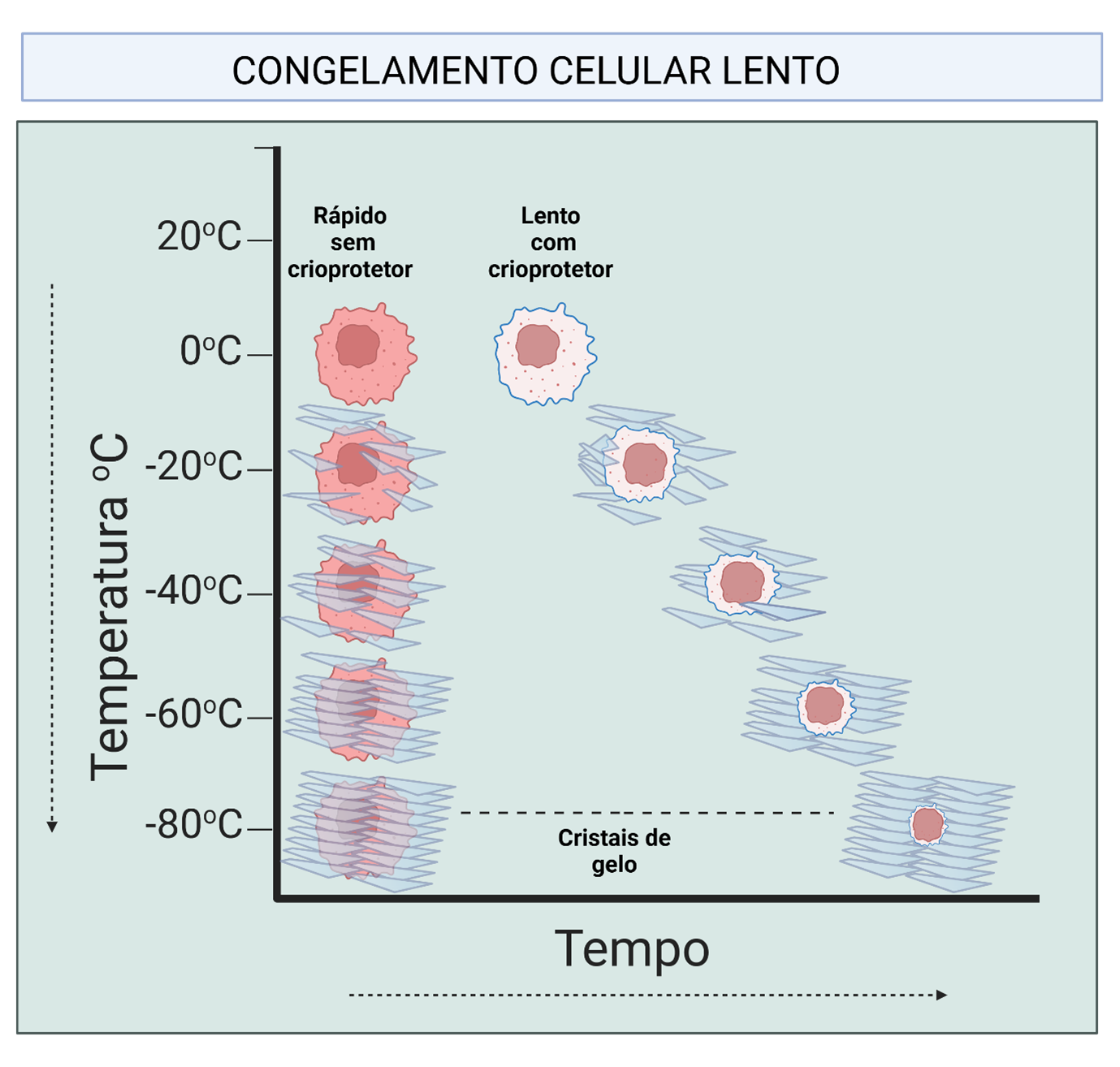 Esquema do congelamento celular: método lento com crioprotetor preserva a viabilidade celular, enquanto o rápido forma cristais de gelo.