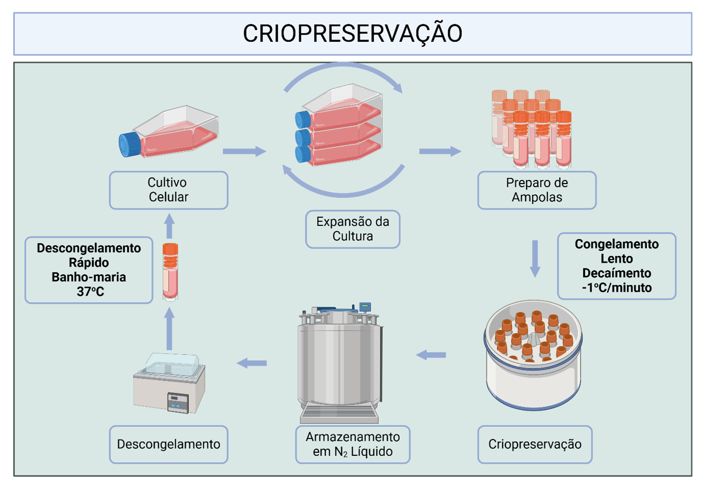 Esquema do ciclo de criopreservação celular, incluindo expansão, congelamento lento, armazenamento em N₂ líquido e descongelamento rápido.