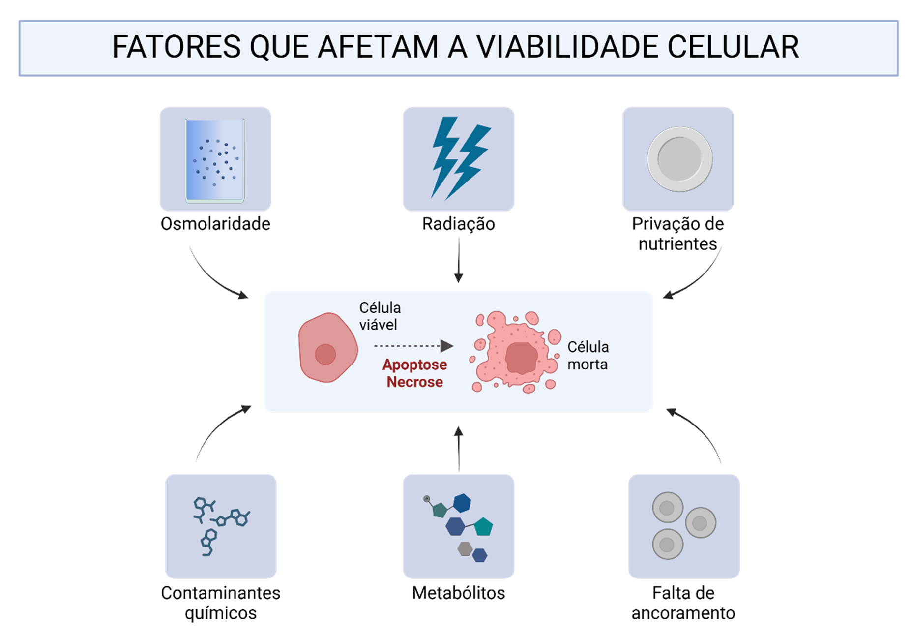 Fatores como radiação, contaminantes, osmolaridade e nutrientes influenciam a viabilidade celular, resultando em apoptose ou necrose