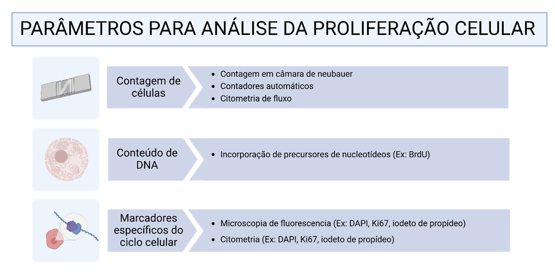 Métodos para análise da proliferação celular incluem contagem celular, avaliação do DNA e marcadores do ciclo celular via citometria
