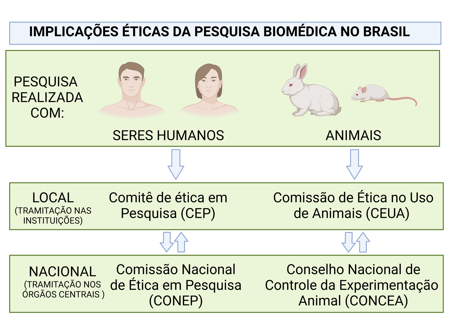 Fluxograma da tramitação ética de pesquisas no Brasil com seres humanos (CEP/CONEP) e animais (CEUA/CONCEA)