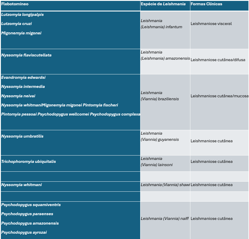 Tabela 1. Relação entre flebotomíneos vetores, espécies de Leishmania transmitidas e as formas clínicas associadas. A tabela possui três colunas: 'Flebotomíneo', 'Espécie de Leishmania' e 'Formas Clínicas'. ​
1. Lutzomyia longipalpis, Lutzomyia cruzi e Migonemyia migonei transmitem Leishmania (Leishmania) infantum, associada à leishmaniose visceral. ​
2. Nyssomyia flaviscutellata transmite Leishmania (Leishmania) amazonensis, associada à leishmaniose cutânea/difusa. ​
3. Evandromyia edwardsi, Nyssomyia intermedia, Nyssomyia neivai, Nyssomyia whitmani, Migonemyia migonei, Pintomyia fischeri, Pintomyia pessoai, Psychodopygus wellcomei e Psychodopygus complexa transmitem Leishmania (Viannia) braziliensis, associada à leishmaniose cutânea/mucosa. ​
4. Nyssomyia umbratilis transmite Leishmania (Viannia) guyanensis, associada à leishmaniose cutânea. ​
5. Trichophoromyia ubiquitalis transmite Leishmania (Viannia) lainsoni, associada à leishmaniose cutânea. ​
6. Nyssomyia whitmani transmite Leishmania (Viannia) shawi, associada à leishmaniose cutânea. ​
7. Psychodopygus squamiventris, Psychodopygus paraensis, Psychodopygus amazonensis e Psychodopygus ayrozai transmitem Leishmania (Viannia) naiffi, associada à leishmaniose cutânea.