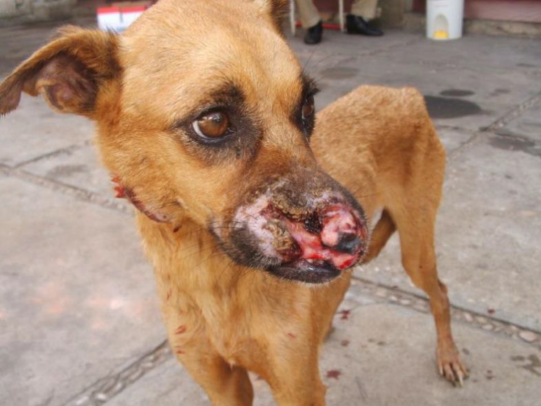 Cão magro, com pelagem curta marrom, apresentando lesão ulcerada e sangrante no focinho, além de aumento de linfonodo cervical com sinais de hemorragia, indicativo de leishmaniose visceral canina. O animal está em ambiente externo, sobre piso de cimento. Fonte: imagem feita no Centro de Controle de Zoonoses de Teresina, Piauí. 4 de junho de 2006. Fernandovet.​