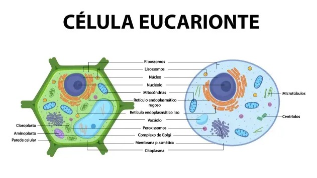 Ilustração comparativa de uma célula eucarionte vegetal (à esquerda) e uma célula eucarionte animal (à direita), ambas com as organelas identificadas por legendas. As estruturas destacadas incluem núcleo com nucléolo, ribossomos, mitocôndrias, retículo endoplasmático rugoso e liso, complexo de Golgi, lisossomos, peroxissomos, vacúolo, membrana plasmática e citoplasma. A célula vegetal apresenta parede celular, cloroplasto, amiloplasto e grande vacúolo central. A célula animal mostra centríolos e microtúbulos. Fonte: Figura 20. Representação esquemática de uma célula eucariótica com suas principais estruturas e funções.​