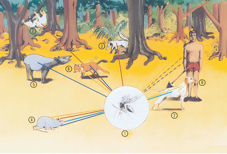 Ilustração do ciclo de transmissão das leishmanioses em ambiente de floresta. No centro da imagem há um flebotomíneo (1), inseto vetor da doença. Linhas conectam o vetor a diferentes hospedeiros: marsupial (2) sobre uma árvore, tamanduá (3) próximo ao tronco, roedores (4) no solo, anta (5) em área aberta, raposa (6) caminhando, cão doméstico (7) e humano (8) de pé ao lado do cão. As setas indicam as interações de transmissão do parasita entre os animais silvestres, domésticos e o ser humano por meio da picada do vetor. Fundo com vegetação e árvores.​