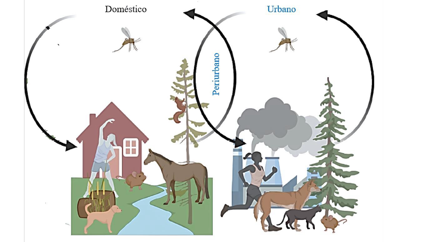 Ilustração dos ciclos doméstico, periurbano e urbano da leishmaniose. À esquerda, o ciclo doméstico apresenta uma casa, um ser humano trabalhando, um cão, um cavalo e roedores próximos ao solo. No centro, o ciclo periurbano conecta a área doméstica à urbana com árvores e um esquilo. À direita, o ciclo urbano mostra fábricas com fumaça, uma pessoa correndo, dois cães, roedores e árvores. Flebotomíneos (mosquitos vetores) aparecem nos três ambientes, e setas pretas indicam os fluxos de transmissão entre os ciclos.​