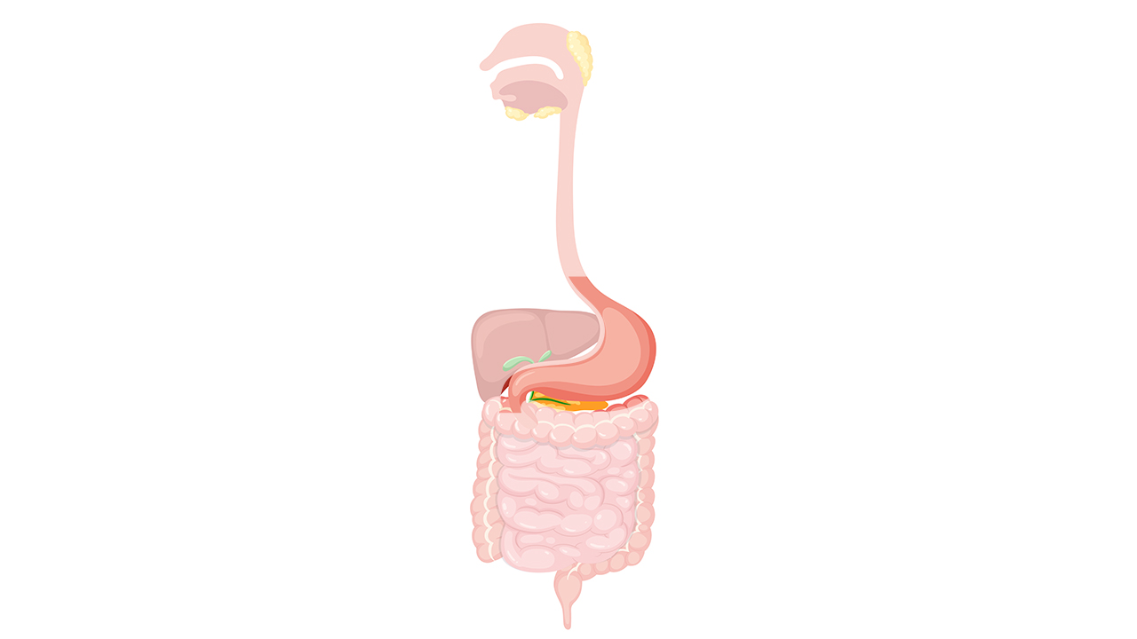 Figura ilustrativa do sistema digestivo, o sistema digestivo é formado pela boca, faringe, esôfago, estômago, intestino delgado, intestino grosso e ânus. Fazem também parte desse sistema as seguintes glândulas acessórias: glândulas salivares, pâncreas e fígado.