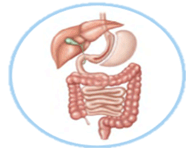 Gastrectomia vertical, também chamada de cirurgia de Sleeve, nela o médico cirurgião transforma o estômago em uma espécie de tubo, com uma capacidade muito pequena.