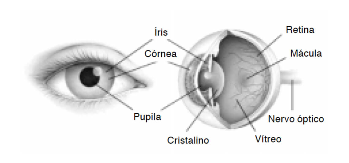 Corte esquemático da anatomia de um olho, indicando a pupila, córnea, íris, cristalino, vítreo, nervo óptico, mácula e retina.