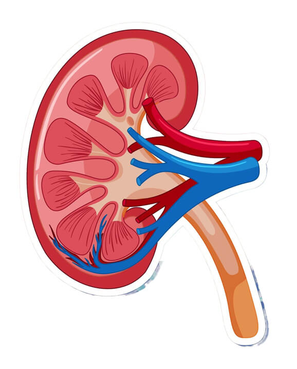 Figura ilustrativa de um rim.