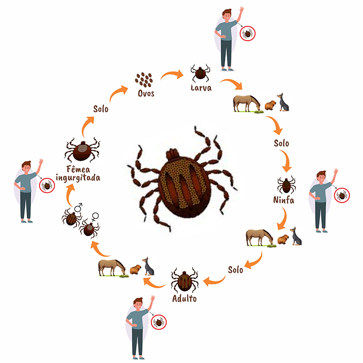 Imagem com a apresentação do ciclo do carrapato trioxeno, em que o homem é inserido de forma acidental, principalmente quando parasitado pelo carrapato na fase de ninfa.