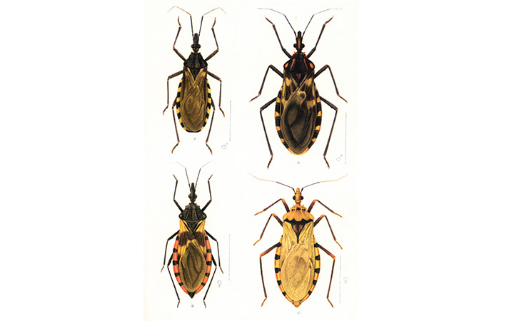 Prancha do desenhista Castro Silva com exemplares de barbeiro, o agente transmissor da Doença de Chagas.