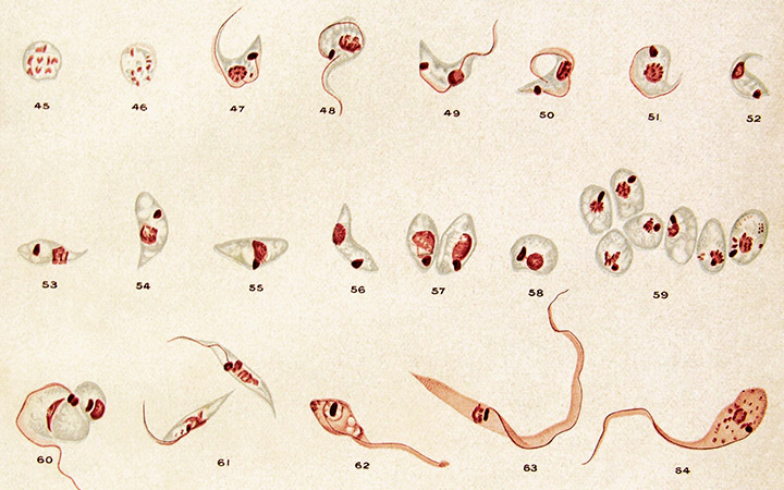 Estágios evolutivos do Tripanossoma cruzi, agente etiológico da doença de Chagas.