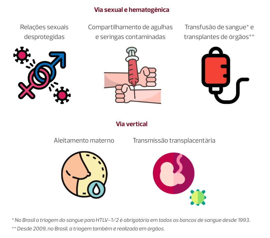 
                        Via sexual e hematogênica
                        - Relações sexuais desprotegidas
                        - Compartilhamento de agulhas e seringas contaminadas
                        - Transfusão de sangue* e transplantes de órgãos**;
                        Via vertical
                        - Aleitamento materno
                        - Transmissão transplacentária;
                        * No Brasil a triagem do sangue para HTLV-1/2 é obrigatória em todos os bancos de sangue desde 1993.
                        ** Desde 2009, no Brasil, a triagem também é realizada em órgãos