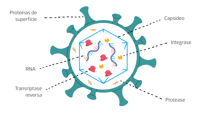 Desenho ilustrativo da estrutura do HTLV-1. Integrase, transriptase e RNA estão envoltos por um exagono representando o Capsídeo. Entre o Capsídeo e as proteínas de superfície, que envolvem o HTLV-1, temos as proteases.