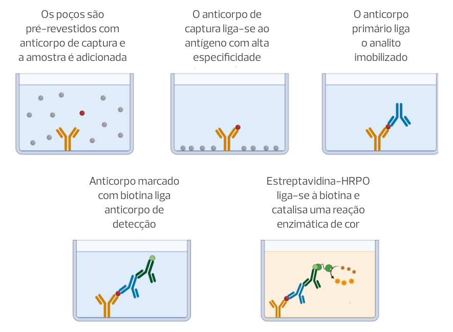 A imagem é sequência de cinco ilustrações que  explicam o princípio da técnica ELISA, mostrando as cinco etapas do processo. A Primeira Etapa mostra poços de uma placa de ensaio revestidos com anticorpos de captura, com uma solução representando a amostra sendo adicionada. A segunda Etapa ilustra a ligação do antígeno alvo da amostra aos anticorpos de captura no fundo dos poços. A terceira Etapa mostra um anticorpo primário se ligando ao antígeno já imobilizado no fundo do poço. A quarta Etapa exibe um anticorpo secundário marcado com biotina se ligando ao anticorpo primário. E a quinta Etapa mostra a adição de estreptavidina conjugada com HRP, que catalisa uma reação de cor no ensaio.