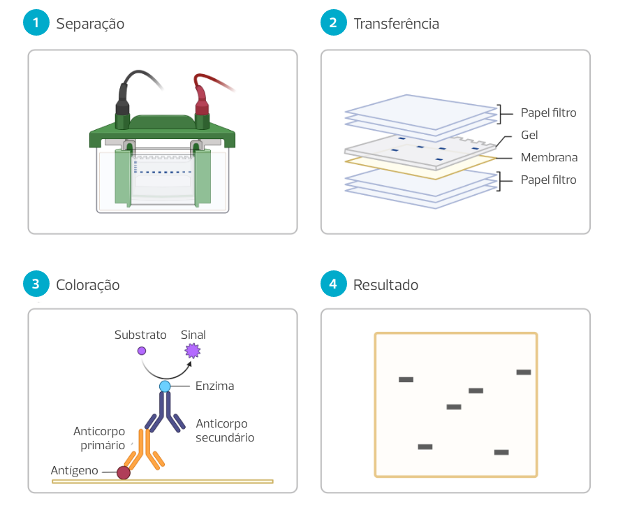 A imagem descreve o princípio da técnica de Western Blot em quatro etapas ilustradas. A primeira imagem é a Separação. Ela mostra um gel de eletroforese com amostras separadas por corrente elétrica, indicando o processo de separação das proteínas. A segunda imagem é a Transferência. Ela mostra uma pilha consistindo de papel filtro, gel e membrana, mostrando o processo de transferência das proteínas para a membrana. A terceira imagem exibe o mecanismo de coloração, onde os anticorpos primário e secundário se ligam ao antígeno alvo, com a presença de substrato e enzima para detecção. A última imagem ilustra o resultado. Ela mostra uma membrana com bandas visíveis, representando a detecção e localização das proteínas de interesse.