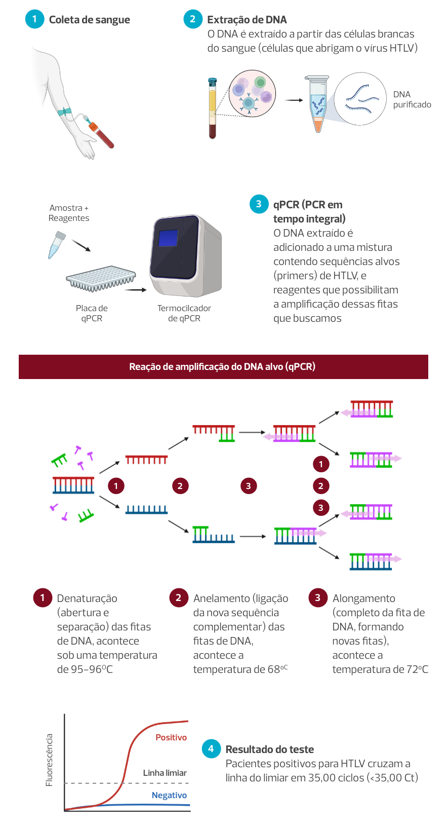 Na primeira ilustração, uma seringa, usada para coletar uma amostra de sangue de um braço humano. A segunda ilustração mostra o tubo de sangue, com circulo do lado. Dentro do círculo tem um desenho do vírus HTLV. Uma flecha indica o próximo passo, o tubo de exame com um círculo ao lado, onde tem um desenho do DNA purificado dentro, representando o  processo de extração de DNA das células brancas do sangue. A próxima ilustração tem um tubo de amostras e uma seta indicando que o tubo vai para uma placa de qPCR. Ao lado da placa tem uma seta indicando a imagem de um termociclador de qPCR, onde a placa é inserida. A imagem mostra o processo de amplificação do DNA alvo utilizando qPCR, ilustrado por figuras esquemáticas de DNA. O primeiro grupo mostra a separação das duas fitas de DNA - a denaturação. A sequência mostra a ligação de primers às fitas de DNA - o anelamento. A próxima sequência mostra a cópia das fitas de DNA originais, formando novas fitas complementares. A imagem inclui um gráfico indicando o resultado do teste.