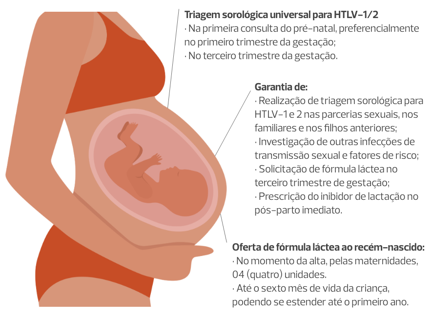 A imagem lista as garantias da Linha de Cuidado para Gestantes Vivendo com HTLV. São elas: a triagem sorológica universal para HTLV-1/2; realização de triagem sorológica para HTLV-1 e 2 nas parcerias sexuais, nos familiares e nos filhos anteriores; investigação de outras infecções de transmissão sexual e fatores de risco; solicitação de fórmula láctea no terceiro trimestre de gestação; prescrição do inibidor de lactação no pós-parto imediato; oferta de quatro unidades de fórmula láctea ao recém-nascido no momento da alta, pelas maternidades e oferta de fórmula láctea até o sexto mês de vida da criança, podendo se estender até o primeiro ano.