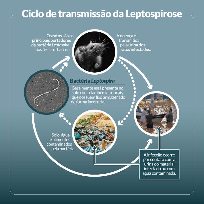 imagem que demonstra os principais vetores transmissores da doença