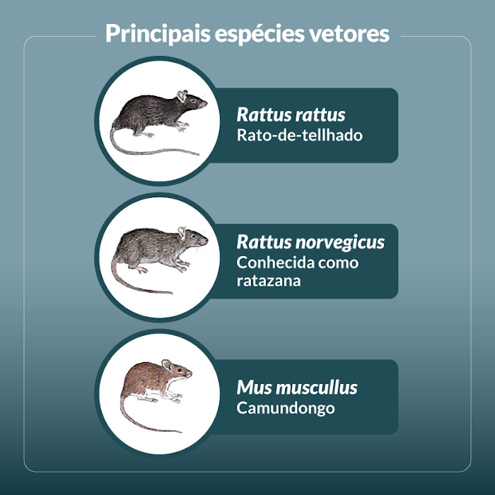 imagem que demonstra os principais vetores transmissores da doença