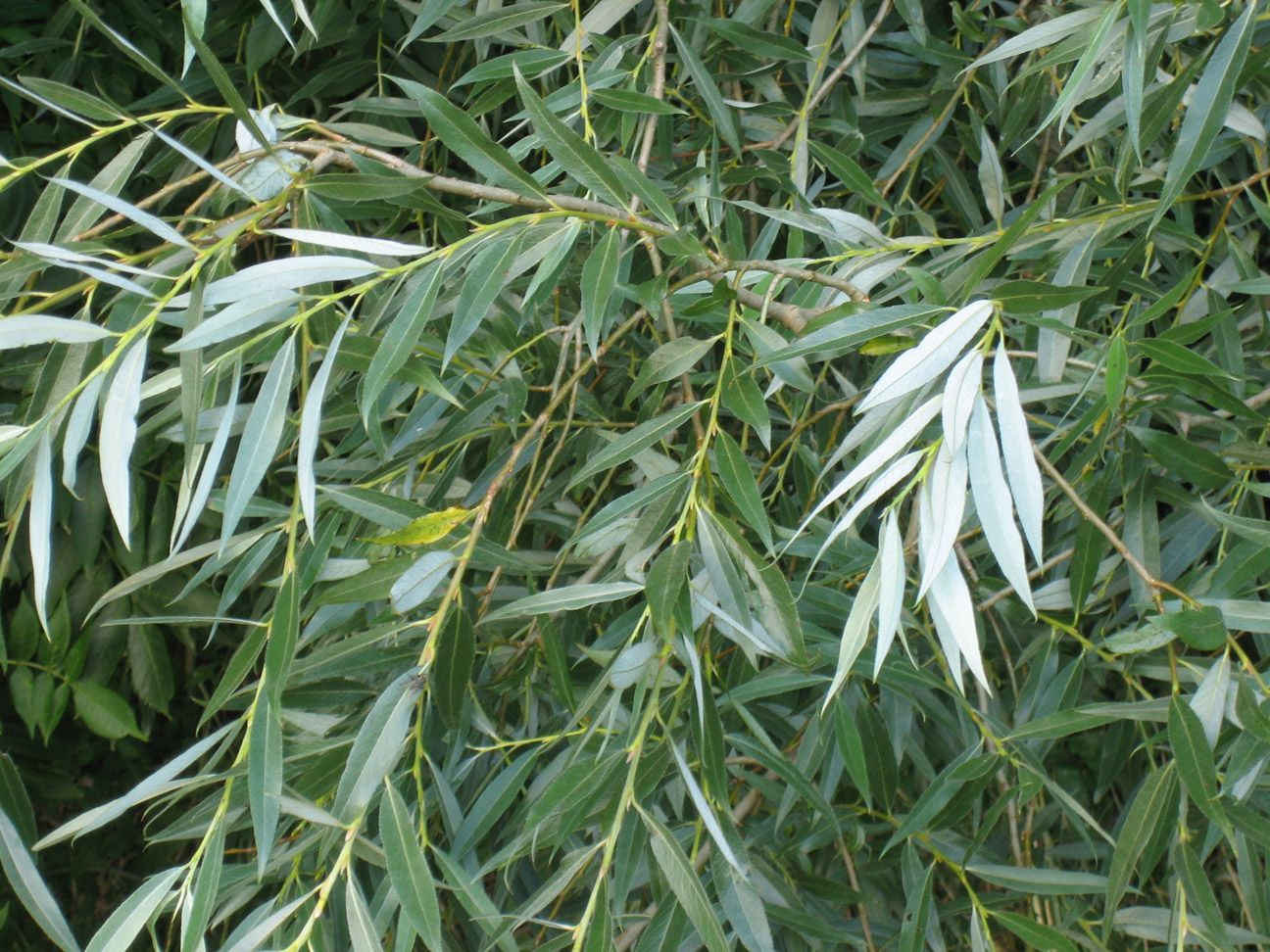 Salix alba L