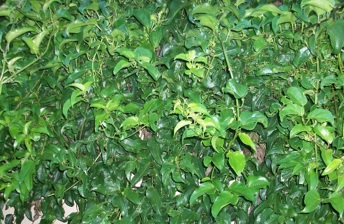 Planta medicinal Mikania glomerata Spreng