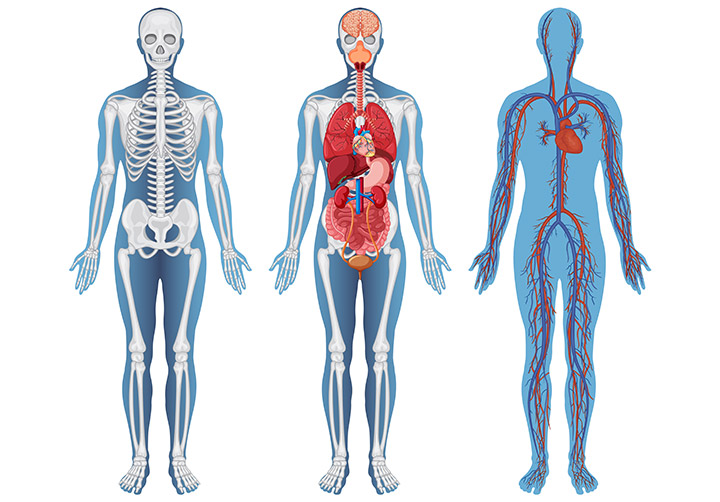 IIlustração do corpo humano mostrando os ossos e órgãos.