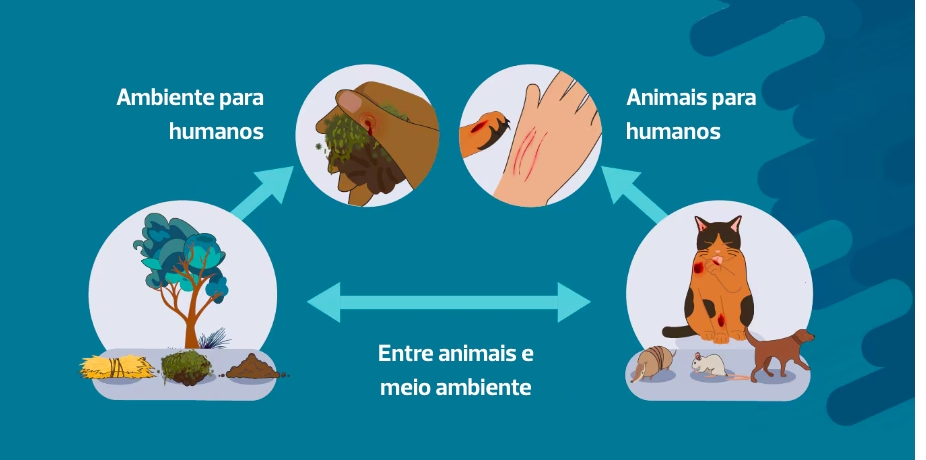 Ciclo de infecção